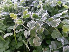 Photos: राजस्थान में पाला पड़ने से फसलों पर जमी बर्फ, सरसों और मिर्ची सहित रबी की फसलें  हो रहीं खराब