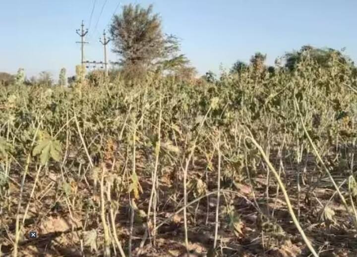 પહાડોમાં થઈ રહેલી હિમવર્ષાને કારણે મેદાની વિસ્તારોમાં તીવ્ર ઠંડી પડી રહી છે. તે જ સમયે, રાજસ્થાનમાં શીતલહરનો કહેર ચાલુ છે. રાજ્યના અનેક જિલ્લાઓમાં તાપમાન માઈનસ સુધી પહોંચી ગયું છે. જેના કારણે ઝાકળના ટીપા જામી રહ્યા છે. બીજી તરફ જોધપુર જિલ્લાના ગ્રામીણ વિસ્તારોમાં છેલ્લા બે દિવસથી ઠંડા પવનોએ લોકોને ધ્રૂજાવી દીધા છે. આ તીવ્ર ઠંડીના કારણે પાકને પણ અસર થઈ છે.