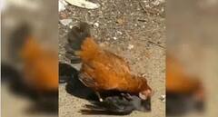 Viral Video: ਕਾਂ ਨੇ ਬਿਨਾਂ ਸੋਚੇ ਕੁਕੜੀ 'ਤੇ ਕਰ ਦਿੱਤਾ ਹਮਲਾ, ਕੁਕੜੀ ਨੇ ਚੁੰਝ ਮਾਰ ਕੇ ਕੀਤਾ ਬੁਰਾ ਹਾਲ