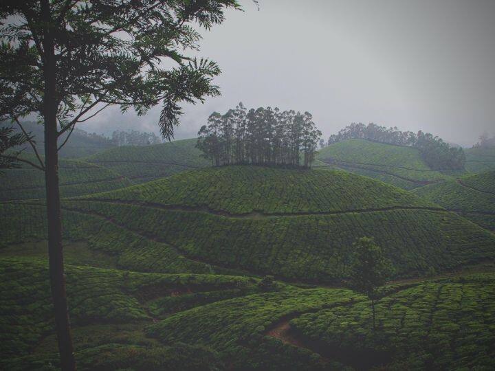 Kerala Tourist Places Munnar Dense Fog Enticing Tourists For Travel 'कोहरे' की कशिश में तर-बतर हुआ मुन्नार, घूमने के शौकीन लोगों के लिए बना 'अट्रैक्शन स्पॉट'