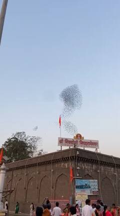 PHOTO : सोलापूरचे ग्रामदैवत श्री सिद्धरामेश्वरांच्या मंदिरावर पक्ष्यांच्या थव्याद्वारे नागाची आकृती