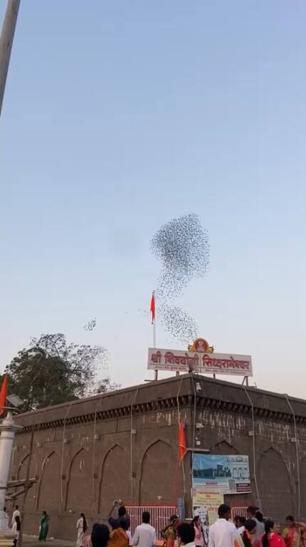 सिद्धरामेश्वरांच्या यात्रा कालावधीमध्ये नागाची प्रतिकृती असलेला पक्ष्यांचा थवा मंदिरावर गिरट्या घालत असल्याने सिद्धेश्वर भक्तांमध्ये कुतूहल निर्माण झाले आहे.