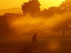 Frost Effect : હજી પડશે આકરી ઠંડી, ખેતરમાં ઉભા પાકને થતા નુકશાનથી બચાવવા ખેડૂતો કરો આટલું