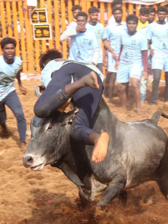 அடங்காத காளைகளை அடக்கி ஆளும் இளைஞர்கள்..எப்படியிருக்கு 2023 ஜல்லிக்கட்டு?