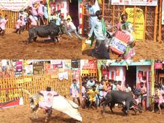Jallikattu 2023 : அடங்காத காளைகள்..அசராத இளைஞர்கள்..வைரலாகும் மஞ்சு விரட்டு புகைப்படங்கள்!