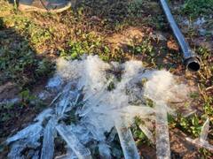 Photos: राजस्थान में पाला पड़ने से फसलों पर जमी बर्फ, सरसों और मिर्ची सहित रबी की फसलें  हो रहीं खराब