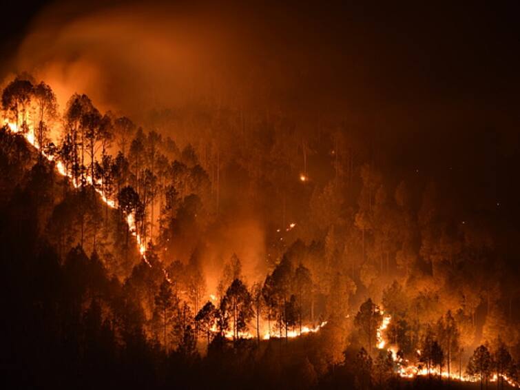 Globally, Wildfires Cost USD 50 Bln Every Year; AI Can Help Fight Them: WEF Globally, Wildfires Cost USD 50 Bln Every Year; AI Can Help Fight Them: WEF