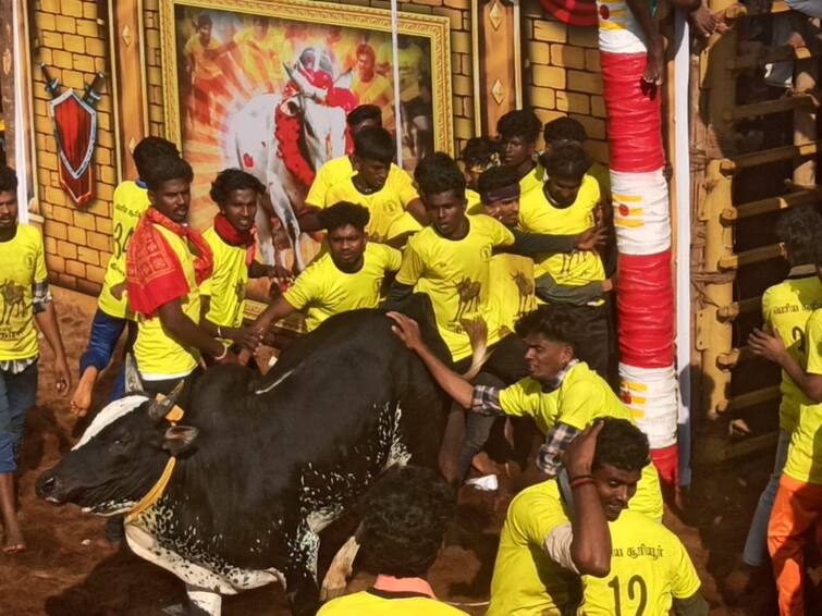 famous palamedu jallikattu competition Jallikkattu cows and players know full details Jallikattu: சீறிப்பாயும் காளைகள்.. அடக்க போராடும் காளையர்கள்.. வீரவிளையாட்டால் களைகட்டும் பாலமேடு..!