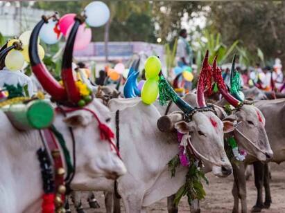 mattu pongal history in tamil why mattu pongal is celebrated know full history Mattu Pongal: மாட்டுப் பொங்கல் ஏன் கொண்டாடப்படுகிறது..? இதுக்கு பின்னாடி இவ்ளோ காரணம் இருக்கா..?