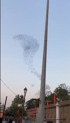 PHOTO : सोलापूरचे ग्रामदैवत श्री सिद्धरामेश्वरांच्या मंदिरावर पक्ष्यांच्या थव्याद्वारे नागाची आकृती
