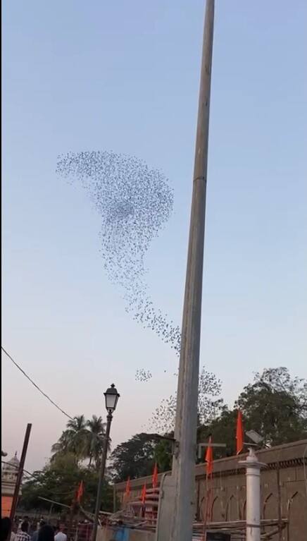 महादेवाचे भक्त अशी ओळख असलेल्या ग्रामदैवत सिद्धरामेश्वरांच्या मंदिरावर नागाची प्रतिकृती असलेला पक्ष्यांचा थवा घिरट्या घालत असलेला व्हिडीओ व्हायरल होत आहे.