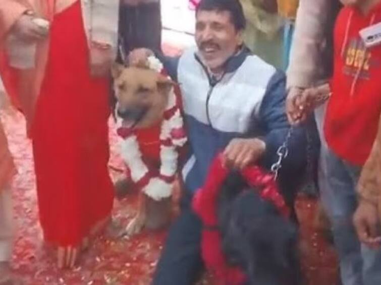 caught on camera Dogs Married In UP's Aligarh, Attendees Groove To Dhol Beats Band, Baaja, Baarat: Dogs 'Married' In UP's Aligarh, Attendees Groove To Dhol Beats — WATCH