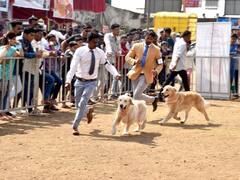 Dog Show in Kolhapur : कोल्हापुरात आयोजित 'डॉग शो'ला अभूतपूर्व प्रतिसाद