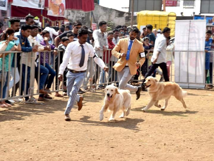 Dog Show in Kolhapur : कोल्हापुरात तब्बल चार वर्षानंतर झालेल्या या डॉग शो मुळे कोल्हापूरकरांना विविध जातीचे श्वान प्रत्यक्ष पाहण्याची संधी मिळाली.