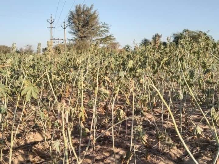 पहाड़ों में हो रही बर्फबारी से मैदानी क्षेत्र में कड़ाके की ठंड पड़ रही है. वहीं राजस्थान में शीतलहर का कहर जारी है. प्रदेश के कई जिलों में तापमान माइनस में पहुंच गया है. इसके चलते ओस की बूंदे जम रही हैं. वहीं जोधपुर जिले के ग्रामीण क्षेत्र में पिछले 2 दिनों से सर्द हवाओं ने लोगों की कंपकपी छुड़ा दी है. इस भीषण ठंड का असर फसलों पर भी पड़ा है.