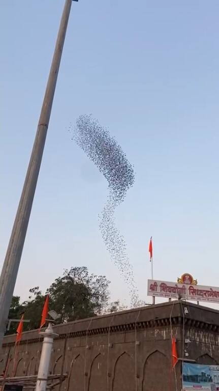 भोरड्या पक्ष्यांचा थवा मागील काही दिवसापासून सिद्धेश्वर मंदिर परिसरात निसर्गाचे आविष्कार दाखवत आहे.