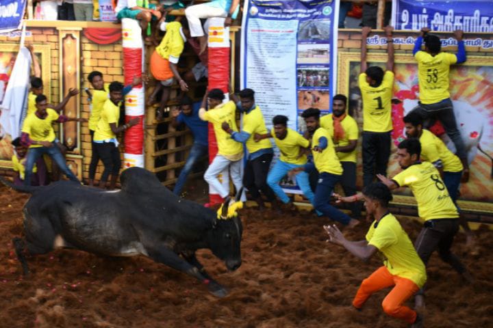 திருச்சி : சூரியூர் ஜல்லிக்கட்டு போட்டியில் மாடு முட்டி பார்வையாளர் உயிரிழப்பு