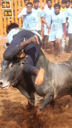 Jallikattu 2023 : அடங்காத காளைகள்..அசராத இளைஞர்கள்..வைரலாகும் மஞ்சு விரட்டு புகைப்படங்கள்!