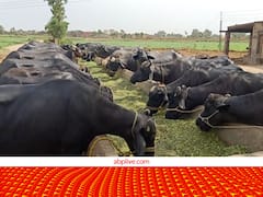 दुधारु भैंसों की संख्या बढ़ाने के लिए इस राज्य ने निकाली खास तरकीब, अब पशुपालकों की बढ़ेगी इनकम