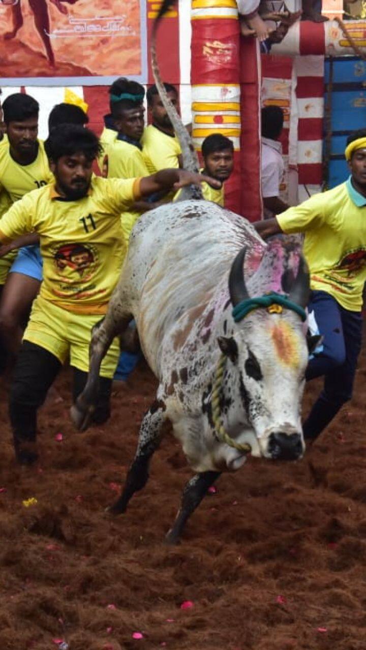 இப்போட்டியை பார்வையிட்ட 3 பேருக்கு அடிப்பட்டுள்ளது