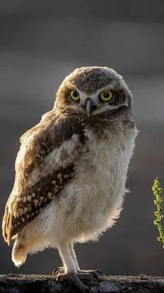 Owl : ‘ஆல மரப் பொந்திலே. ஆந்தை ஒன்று இருந்தது..’ஆந்தை பற்றிய சில வியப்பூட்டும் தகவல்கள்!