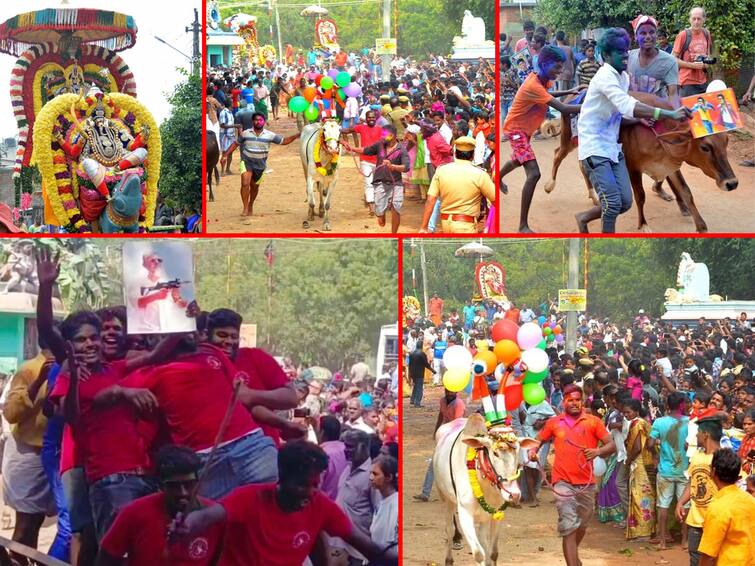 pudhucherry: pongal festival manju virattu in the international city of Auroville TNN சர்வதேச நகரமான ஆரோவில்லில் மஞ்சு விரட்டு; உற்சாகத்துடன் கண்டுகளித்த சுற்றுலா பயணிகள்