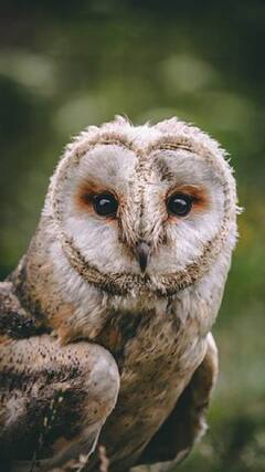 Owl : ‘ஆல மரப் பொந்திலே. ஆந்தை ஒன்று இருந்தது..’ஆந்தை பற்றிய சில வியப்பூட்டும் தகவல்கள்!