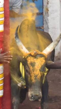 Alanganallur Jallikattu : சூரி பெயரில் விடப்பட்ட காளை வெற்றி..மூன்று பேருக்கு காயம்..பரபரப்பான அலங்காநல்லூர் ஜல்லிக்கட்டு!
