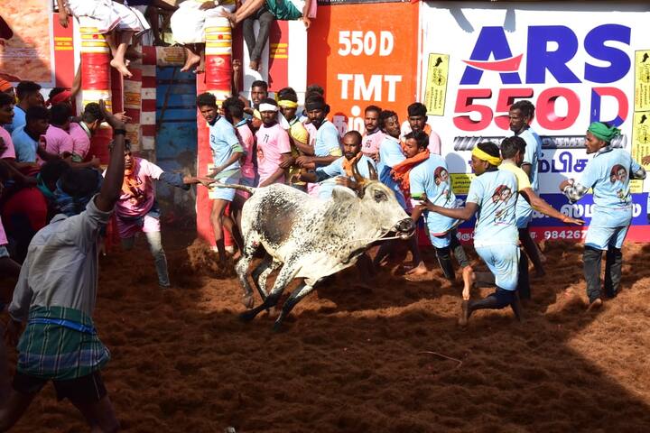 அதிலும் குறிப்பாக அவனியாபுரம் மற்றும் அலங்காநல்லூர் ஆகிய பகுதிகளில் நடைபெரும் ஜல்லிக்கட்டு போட்டிகள் மிகவும் பிரபலம்