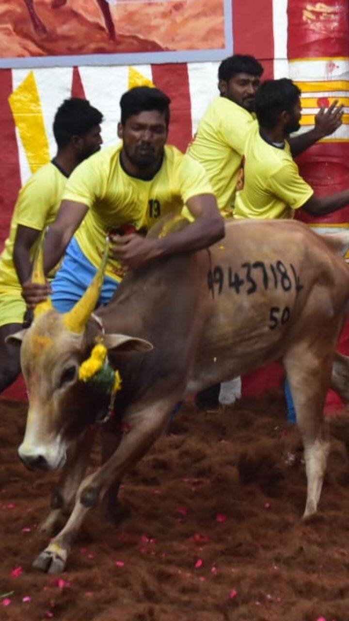 338-ற்கும் மேற்பட்ட காளைகள் இந்த போட்டியில் கலந்து கொண்டன