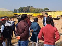 इटावा: आवारा गायों को 31 मार्च तक गोशालाओं में पहुंचाने का लक्ष्य, नोडल अधिकारी ने लिया जायजा