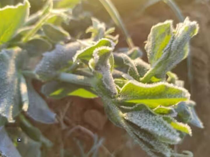 સીકર જિલ્લામાં સતત ચોથા દિવસે પારો માઈનસમાં નોંધાયો હતો.જેના કારણે અહીંના ખેતરોમાં બરફની ચાદર છવાઈ ગઈ હતી.