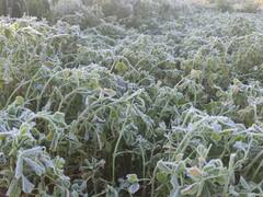 In Pics: सीकर में पारा जमाव बिन्दु के नीचे ठिठका, बर्फ बनीं ओस की बूंदें, देखें तस्वीरें