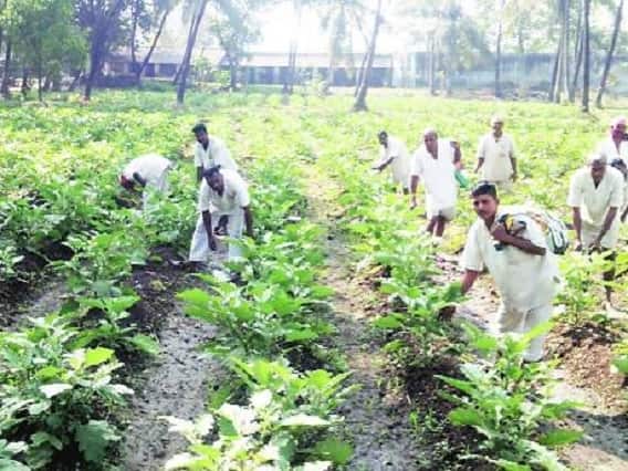 Organic Farming : Prisoners doing in Uttar Pradeshs Gorakhpur Jail Jail Farming : જેલના ભજીયા તો ખાધા હશે હવે ખાવ જેલના શાકભાજી, ખરીદો 'જેલ ખાતર'
