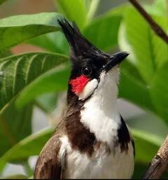 ਦੋ ਪਿੰਡਾਂ ਦੀ ਕਿਹੋ ਜਿਹੀ ਲੜਾਈ! ਕਿਹੜਾ ਪਿੰਡ ਜਿੱਤਿਆ, ਬੁਲਬੁਲ ਦੀ ਲੜਾਈ ਨਾਲ ਤੈਅ ਹੁੰਦਾ... ਜਾਣੋ ਲੜਾਈ ਦੇ ਨਿਯਮ