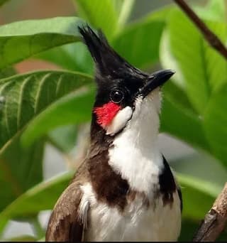 ਦੋ ਪਿੰਡਾਂ ਦੀ ਕਿਹੋ ਜਿਹੀ ਲੜਾਈ! ਕਿਹੜਾ ਪਿੰਡ ਜਿੱਤਿਆ, ਬੁਲਬੁਲ ਦੀ ਲੜਾਈ ਨਾਲ ਤੈਅ ਹੁੰਦਾ... ਜਾਣੋ ਲੜਾਈ ਦੇ ਨਿਯਮ