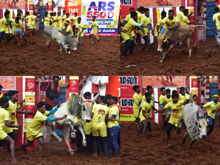 Alanganallur Jallikattu : பொங்கல் பண்டிகையையொட்டி அலங்காநல்லூரில் ஜல்லிக்கட்டு போட்டி நடைப்பெற்றது. இதில் பல சுவரஸ்யமான சம்பவங்கள் நடந்தன.