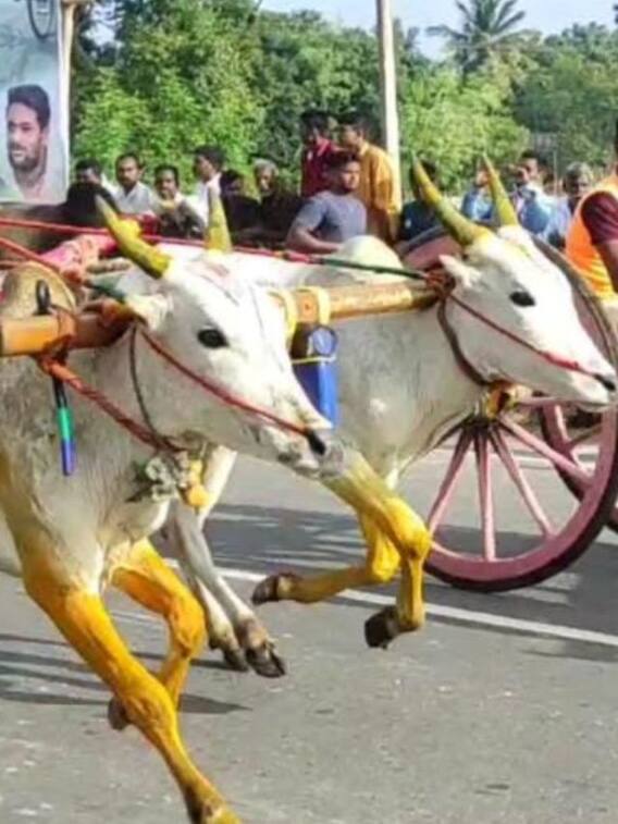 பொங்கல் பண்டிகையையொட்டி கோலாகலமாக நடந்த ரேக்ளா ரேஸ்!