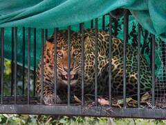 जंगल से भटक कर पुणे के इस इलाके में पहुंचा तेंदुआ, वन विभाग के अधिकारियों ने किया रेस्क्यू