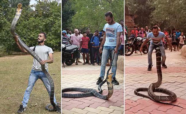 king cobra attack man man impersonating king cobra snake video goes viral Viral Video: ਵਿਅਕਤੀ ਨੂੰ ਕਿੰਗ ਕੋਬਰਾ ਨਾਲ ਖੇਡਣਾ ਪਿਆ ਭਾਰੀ, ਕੀਤਾ ਅਜਿਹਾ ਜਵਾਬੀ ਹਮਲਾ ਕਿ ਰੂਹ ਕੰਬ ਗਈ