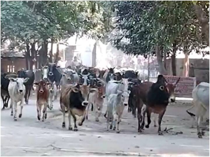 Farrukhabad: खेत में घुसकर फसल कर रही थीं बर्बाद, गुस्साए किसानों ने 200 गायों को तहसील परिसर में किया बंद farrukhabad farmers held captive over 200 cows as they were grazing their field ann Farrukhabad: खेत में घुसकर फसल कर रही थीं बर्बाद, गुस्साए किसानों ने 200 गायों को तहसील परिसर में किया बंद