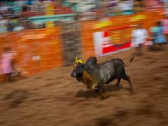 Mattu Pongal 2023: అట్టహాసంగా సాగుతున్న జల్లికట్టు పోటీలు, భారీగా తరలివచ్చిన జనం