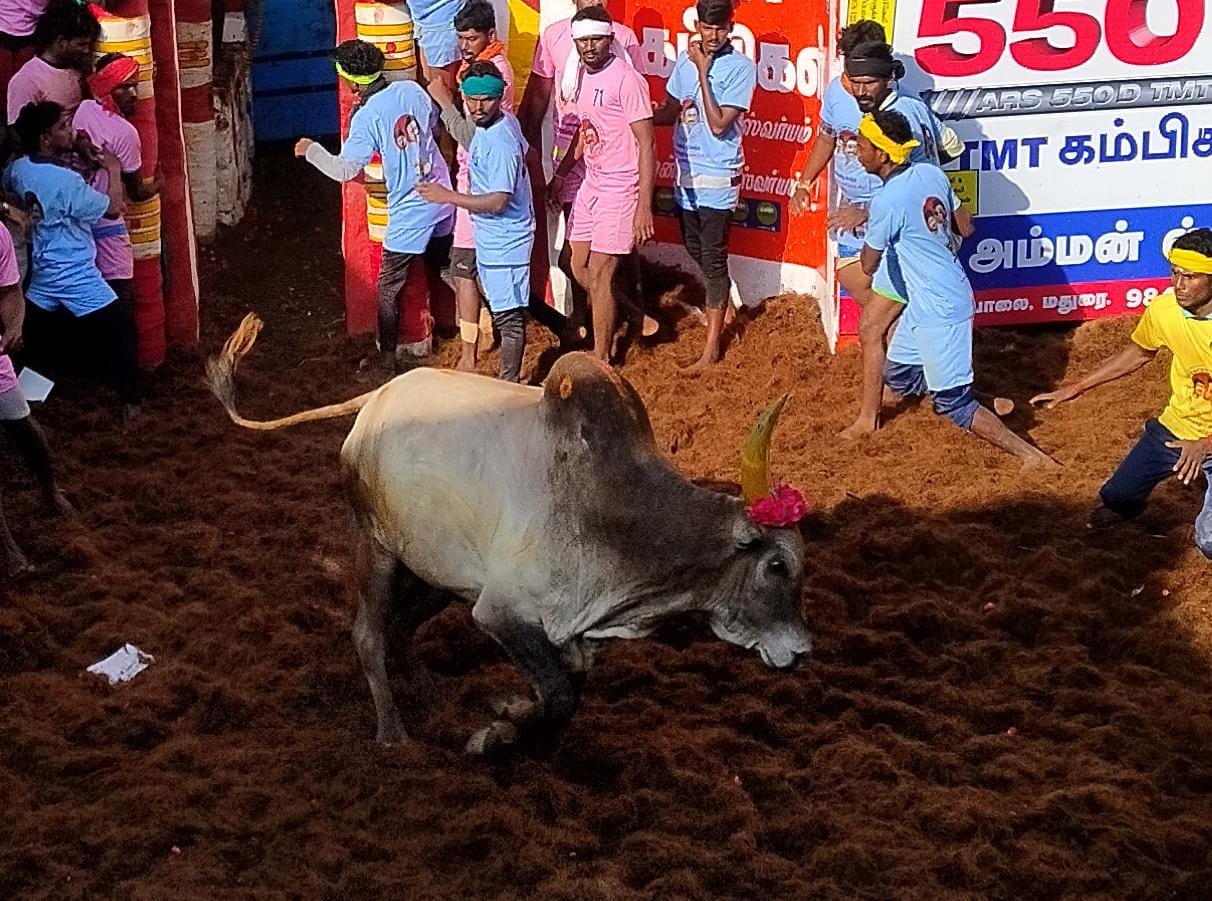 Alanganallur Jallikattu: களைகட்டும் ஜல்லிக்கட்டு... மு.க.ஸ்டாலின், உதயநிதி ஸ்டாலின் உருவம் பொறித்த மோதிரங்கள் பரிசளிப்பு..!