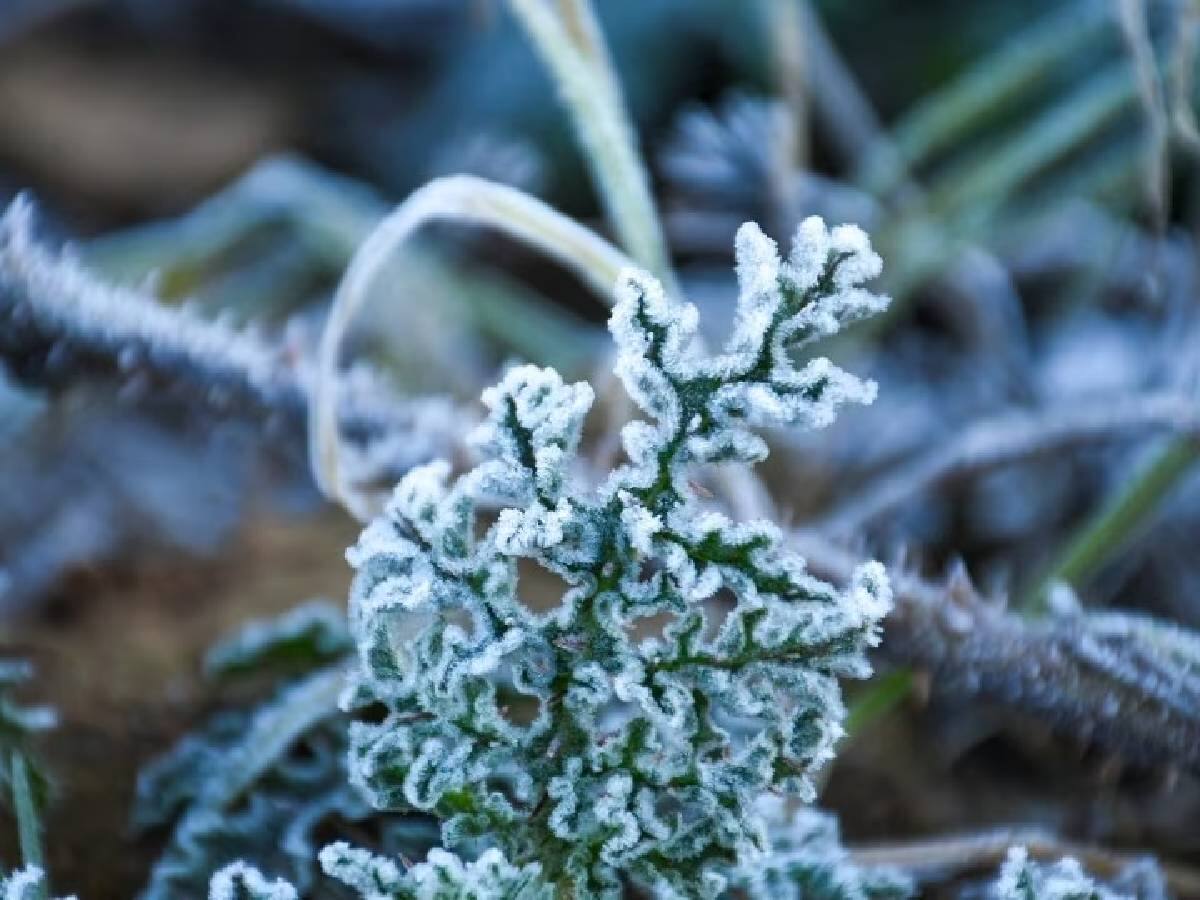 TN Weather Update: தமிழகத்தில் அடுத்த சில தினங்களுக்கு வறண்ட வானிலையே நிலவும்.. நீலகிரியில் உறைபனிக்கு வாய்ப்பு.. இன்றைய வானிலை நிலவரம்..