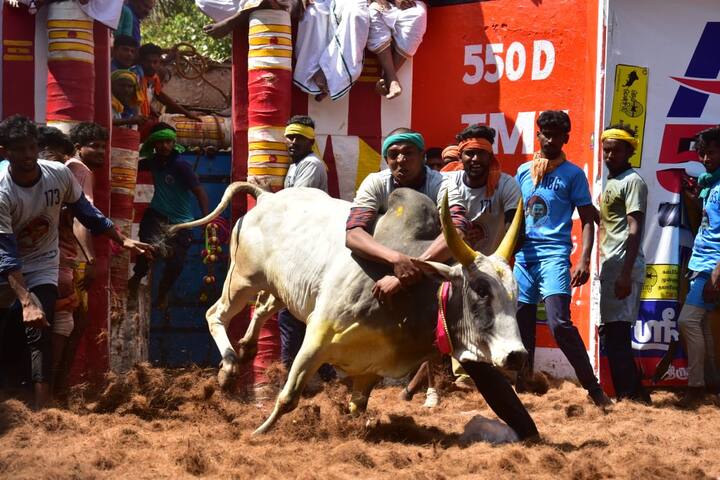 அலங்காநல்லூர் ஜல்லிக்கட்டின் போது நிறைய புகைப்படங்கள் எடுக்கப்பட்டன