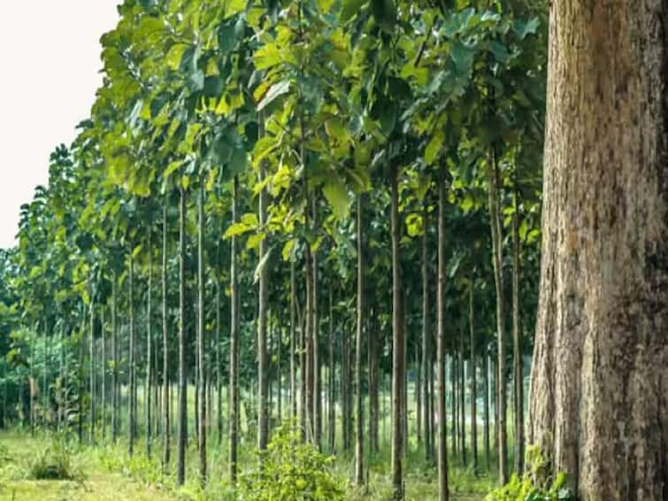 Agriculture News Chhattisgarh  100 percent subsidy for sagwan teak tree cultivation under mukhyamantree vrksh sampada yojana Tree Farming : कमी खर्चात लाखोंचा नफा, करा 'या' वृक्षाची लागवड; छत्तीसगड सरकारचं 100 टक्के अनुदान