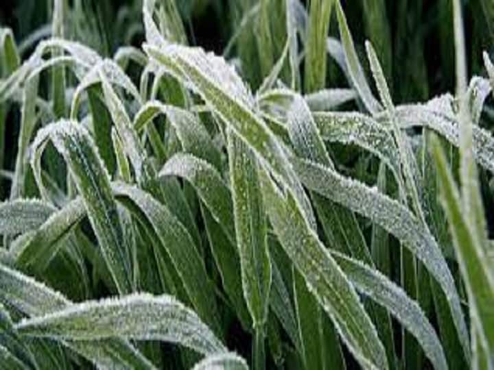 frost effect Crops are getting ruined due to extreme frost in India Frost Effect: किसान भाई सावधान रहें, अभी ठंड से नहीं मिलेगी निजात, इन तीन राज्यों में तो फसलें हो रही हैं बर्बाद