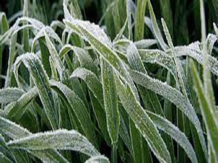 After potatoes, brinjal, peas, tomatoes are in the grip of frost, farmer brothers should make these arrangements for quick rescue