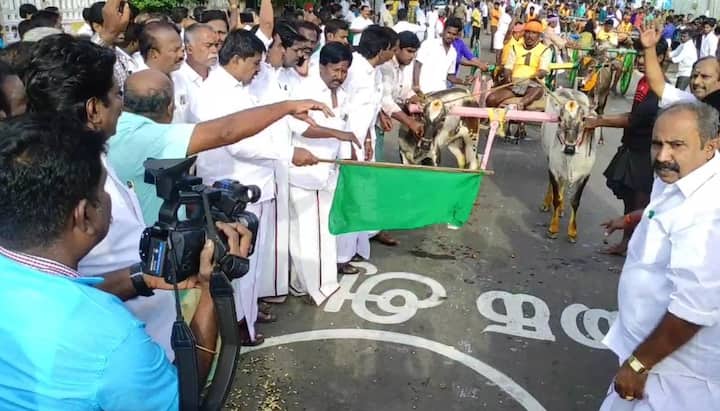 In Thoothukudi's Sekarakudi, 59 bulls took part in the race
