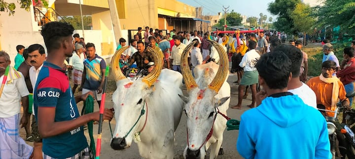 On the occasion of Kannum Pongal, bull race or rekla race was held across Tamil Nadu on Tuesday